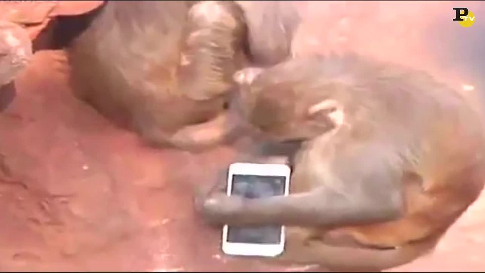 La scimmia usa lo smartphone come specchio