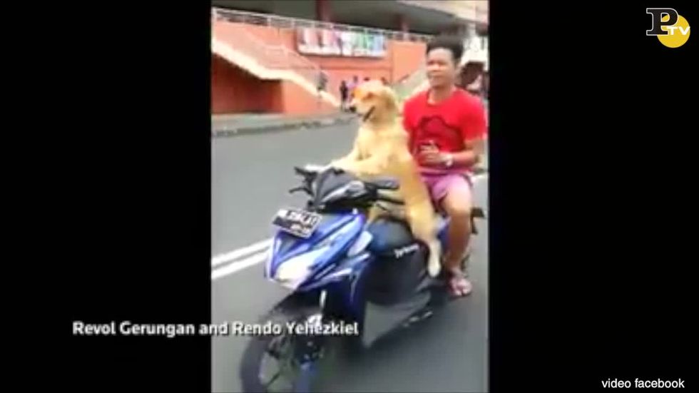 Indonesia: cane guida lo scooter