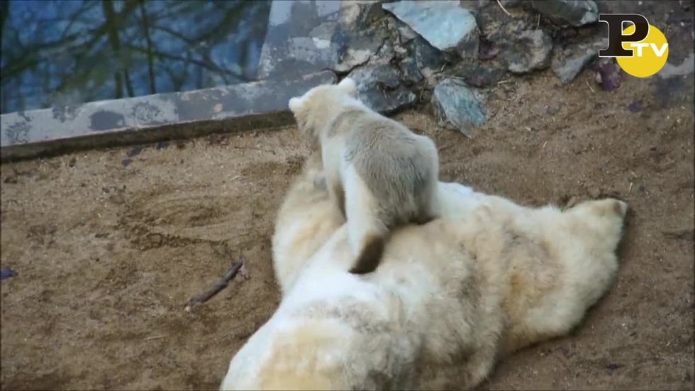 Orsetto Polare fa di tutto per attirare l'attenzione della Mamma