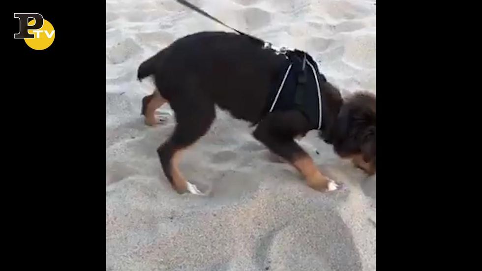Cane assaggia la sabbia ma se ne pente subito