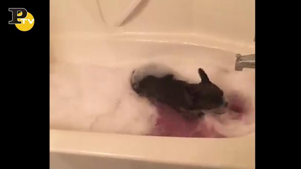 Cane corre nella vasca a bagno piena di sapone