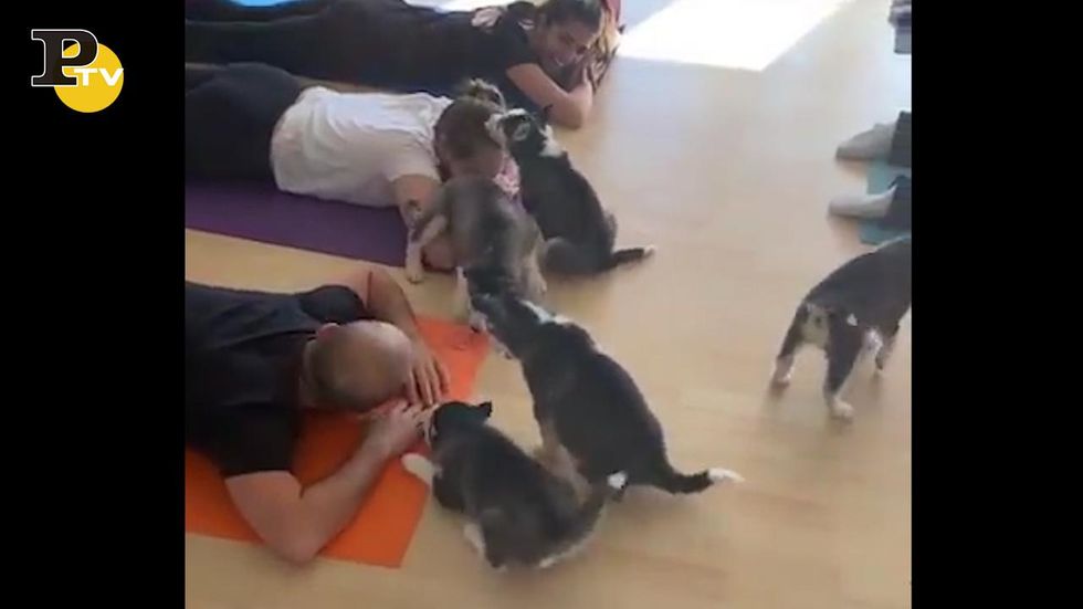 Cagnolini invadono la lezione di yoga