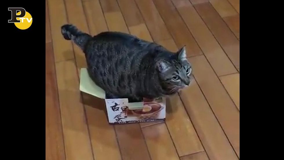 Gattino cerca di entrare in una scatola
