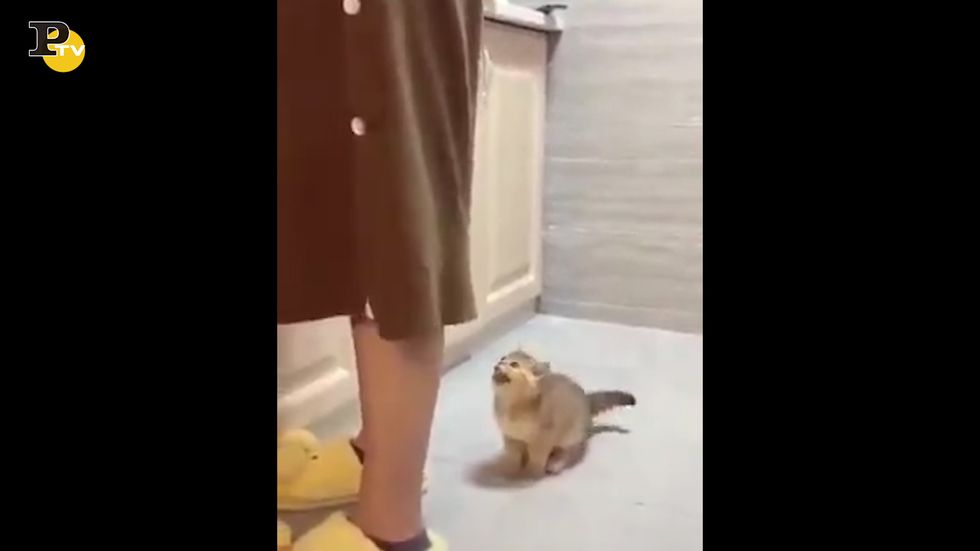 Gattino affamato attira l'attenzione della padrona