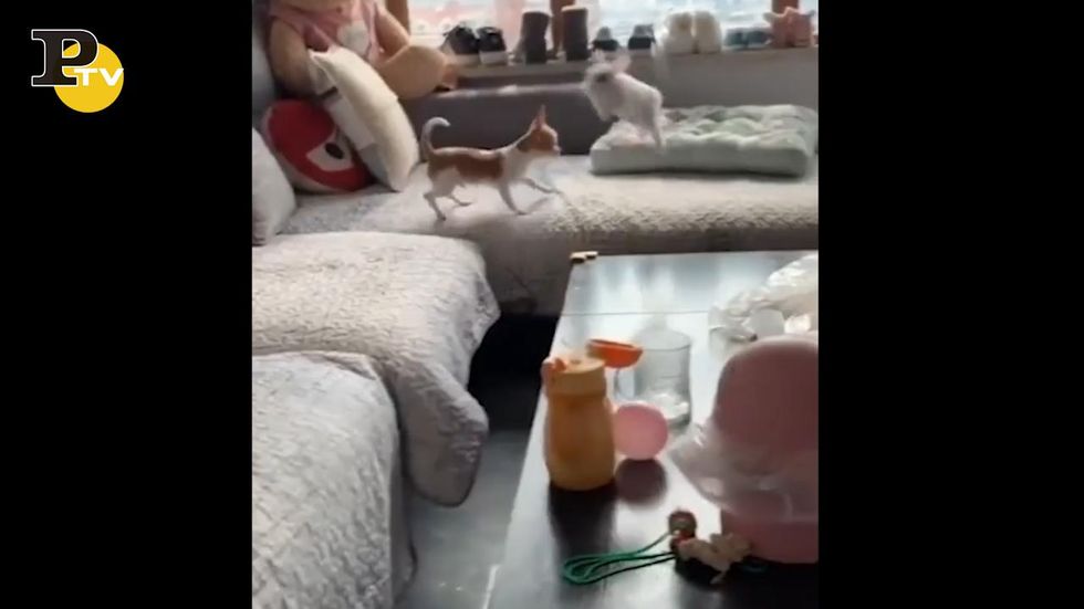 Divertente video del cane che gioca con il coniglio