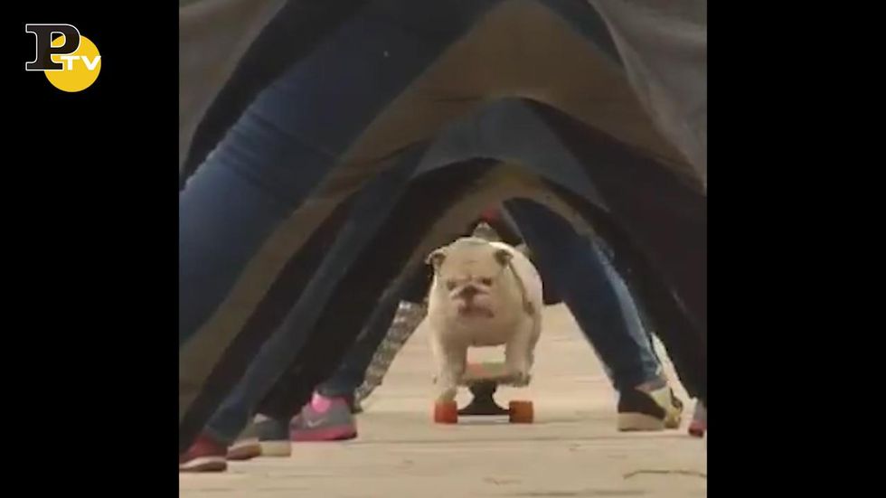Cane in skateboard passa sotto al tunnel umano