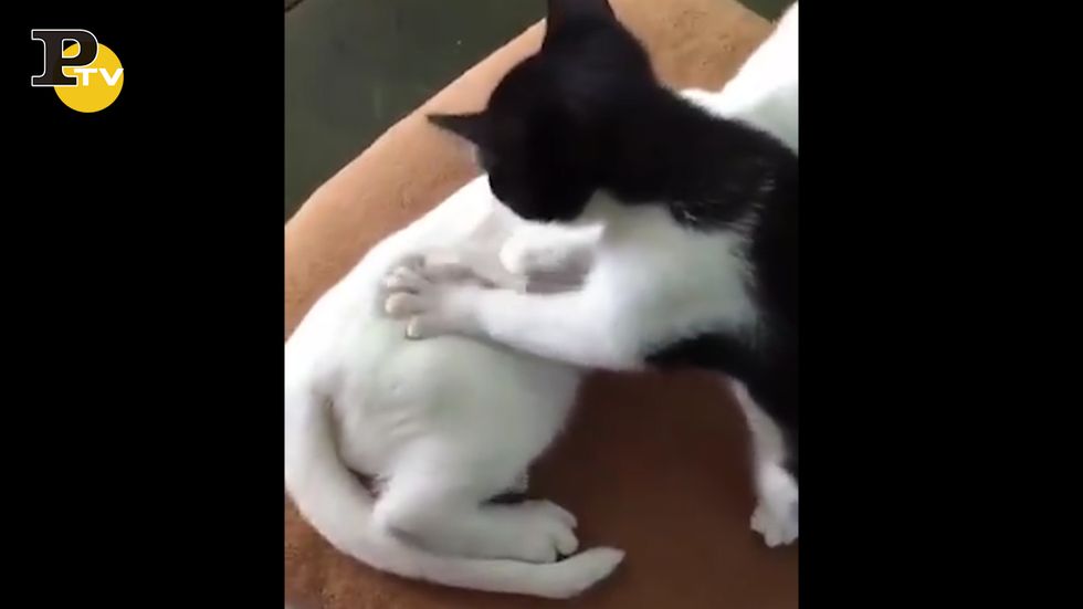 Gattino fa un massaggio al suo amico
