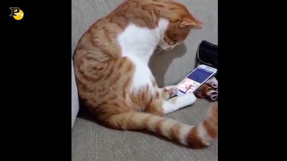 Gatto ruba il telefono del padrone e guarda un video