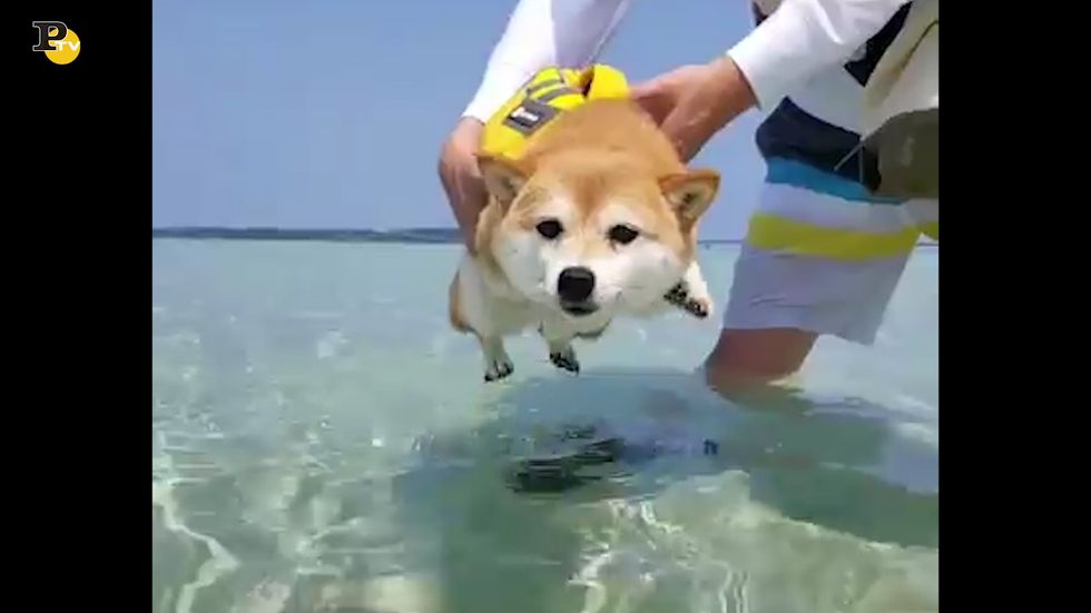 Cane pensa di aver imparato a nuotare nell'acqua