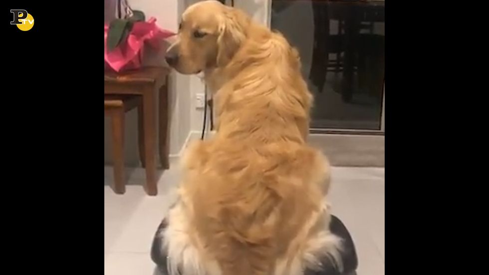 Cane seduto sulla sedia che fa massaggi