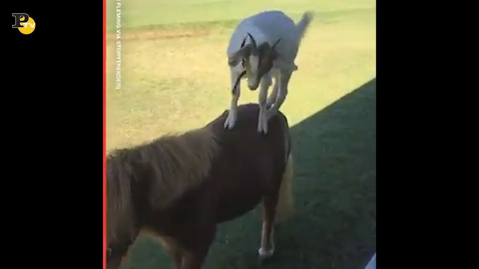 Capra impara a cavalcare il pony