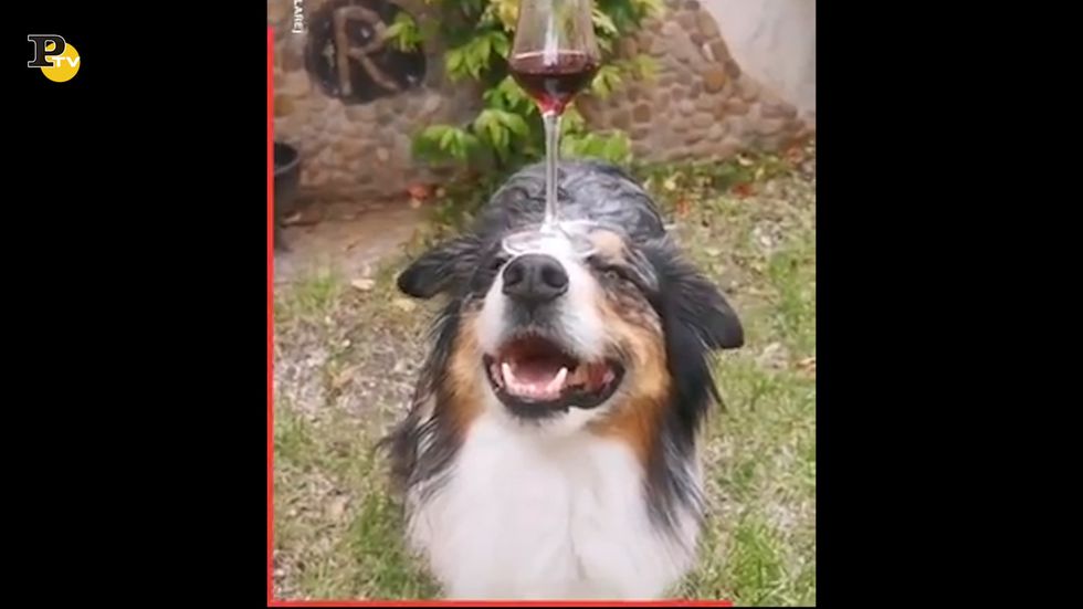 Cane tiene un bicchiere di vino in equilibrio sulla testa
