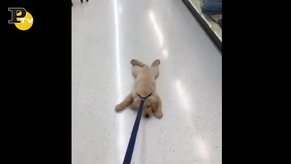 Cane stanco si lascia trascinare sdraiato sul pavimento