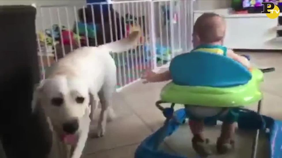 Bambino cerca di afferrare il suo cagnolino