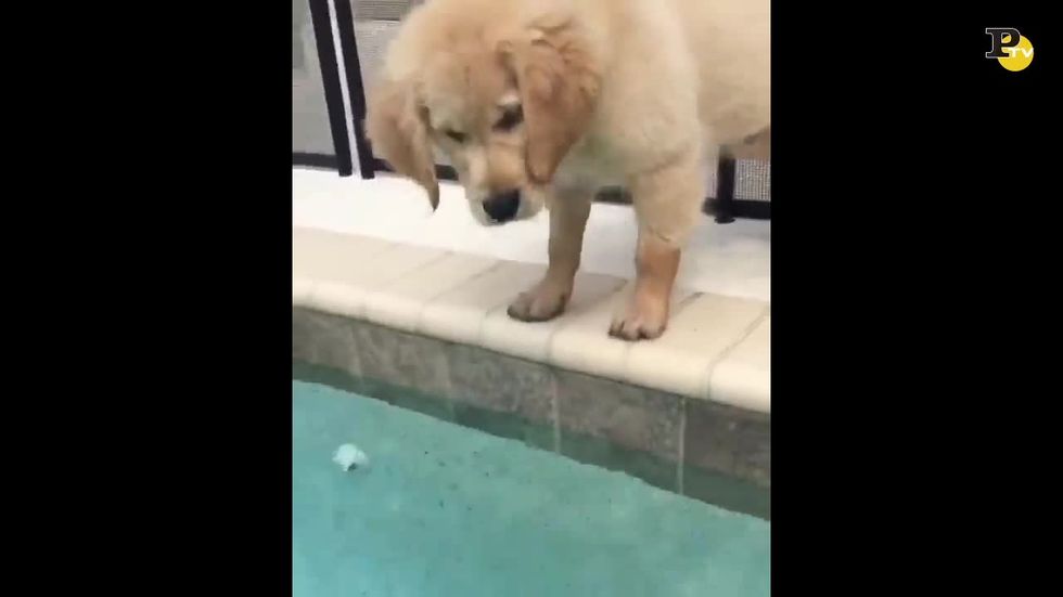 L'incontro del cucciolo con l'acqua