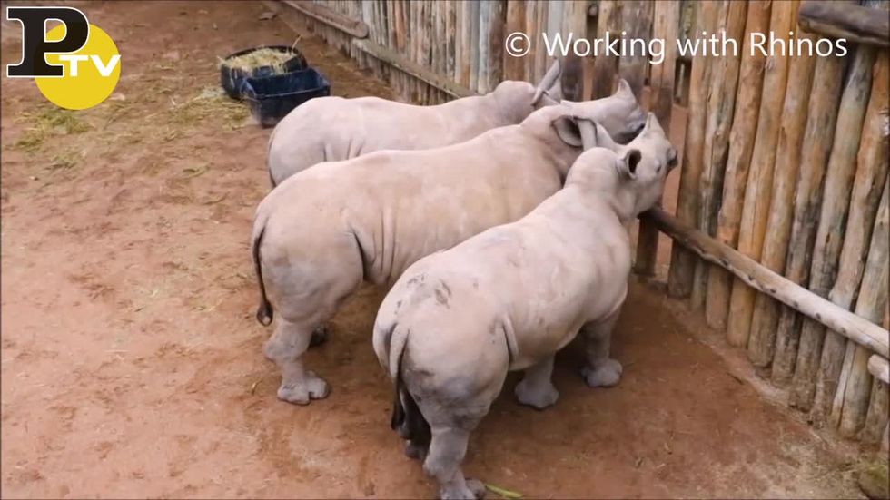 Cuccioli di rinoceronte affamati