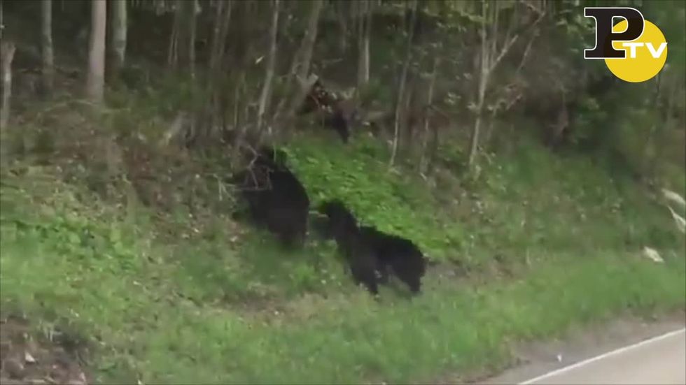 Una famigli di orsi attraversa la strada