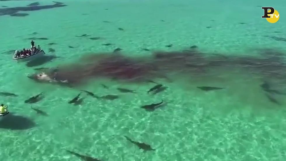Balena attaccata da 70 squali