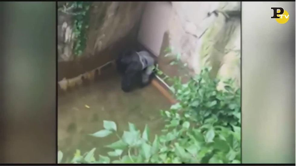 Bambino cade nel recinto dei Gorilla