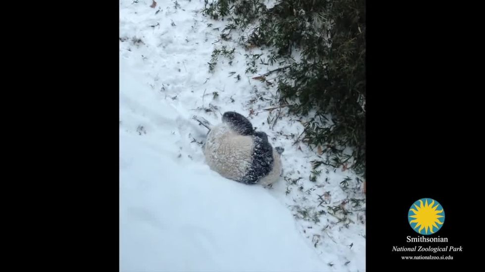 Panda gioca con la neve
