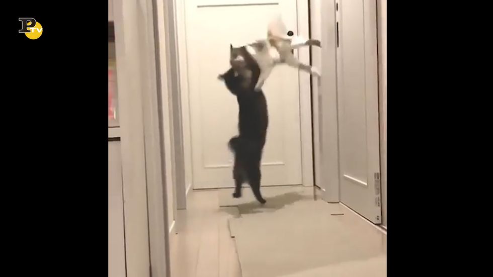 Gatto si spaventa e salta letteralmente "in aria"
