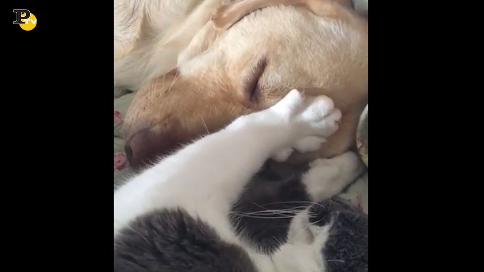 Gattino fa un massaggio alla testa al cagnolone