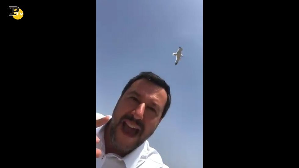 Roma, Salvini attaccato dai gabbiani se la prende con la Raggi