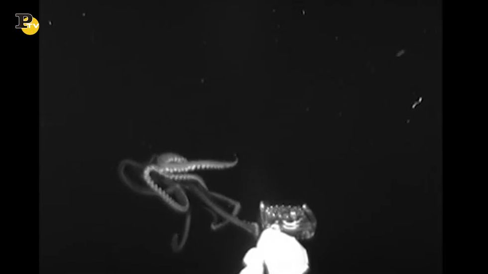 Golfo del Messico, trovato un calamaro gigante lungo 3,7 metri