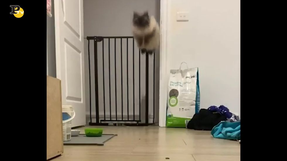 Gatto salta in cancelletto con agilità