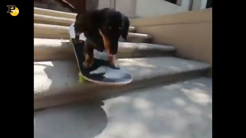 Il cane scende le scale con lo skateboard