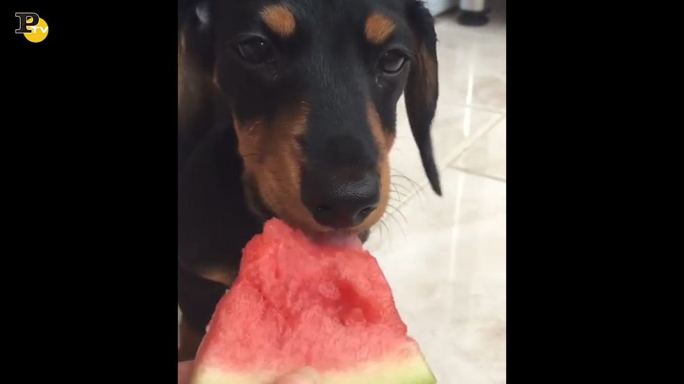 Il cagnolino che assaggia l'anguria