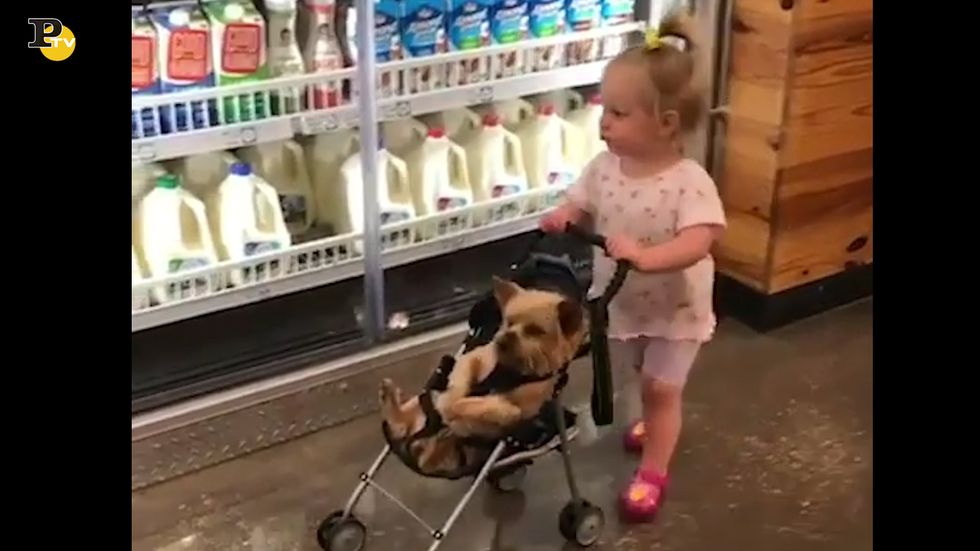Bambina fa la spesa con il cane nel passeggino