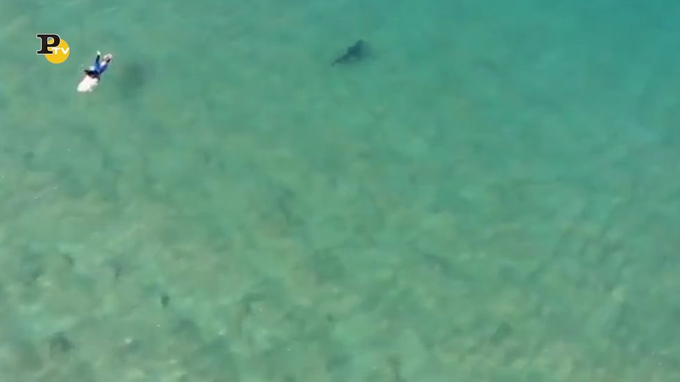 Australia, surfista avvertito di uno squalo grazie a un drone