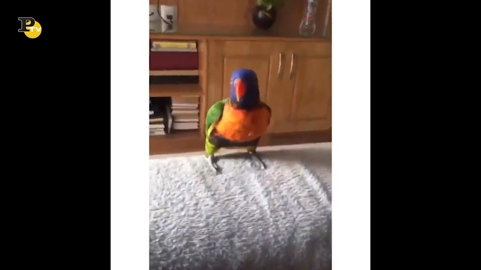 Un pappagallo divertente che balla e canta a ritmo