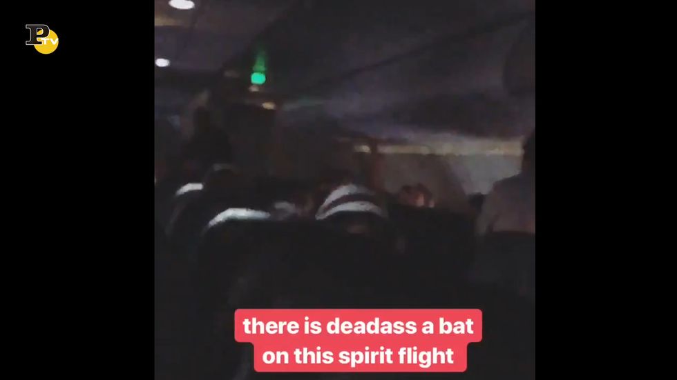 Usa, paura dei passeggeri in aereo per un pipistrello