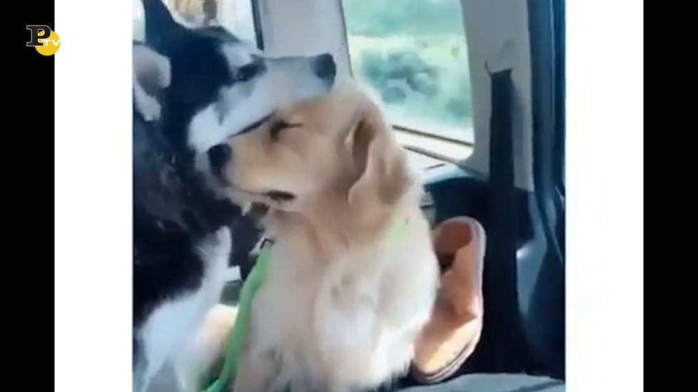 Due cagnolini affettuosi che si baciano in macchina