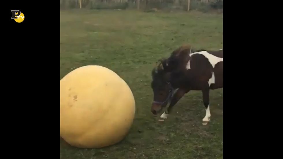 Un cavallo sportivo gioca con il suo pallone