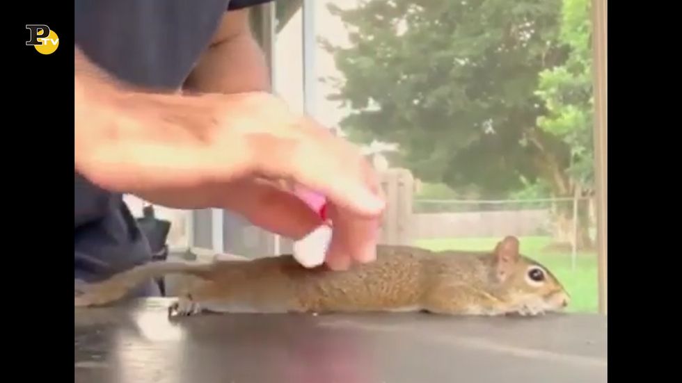 Uno scoiattolo si rilassa con un massaggio