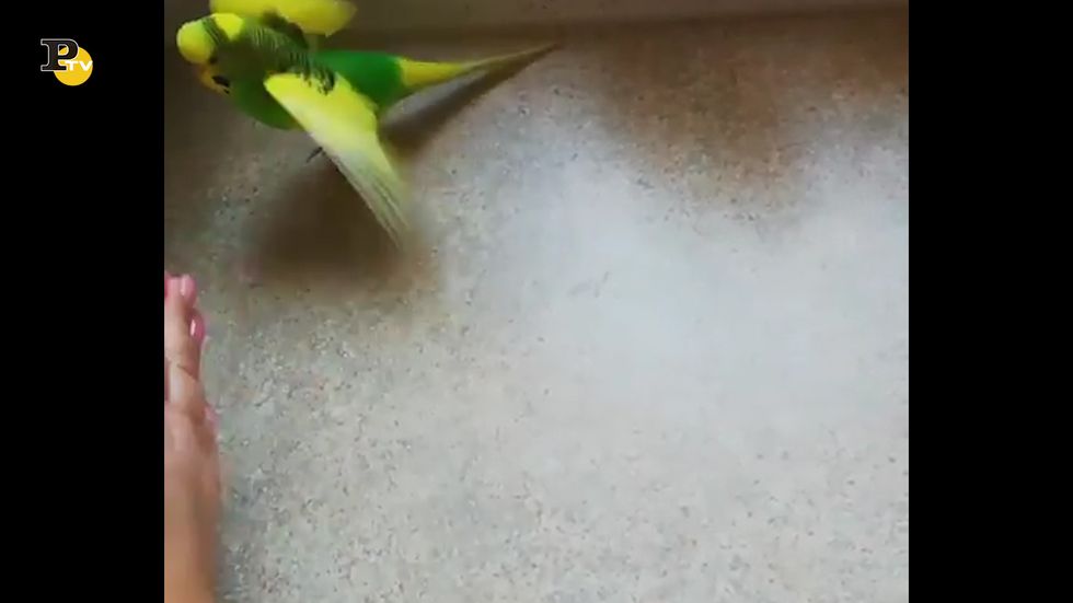Un pappagallo intelligente batte le ali a ritmo