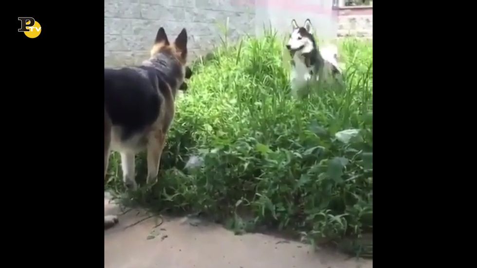 Due cani aspettano di incontrarsi per giocare