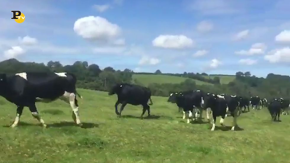Regno Unito, mucche corrono felici nei campi