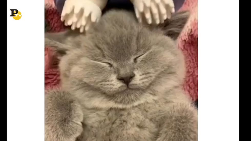 Un gattino un po' stanco che si fa massaggiare