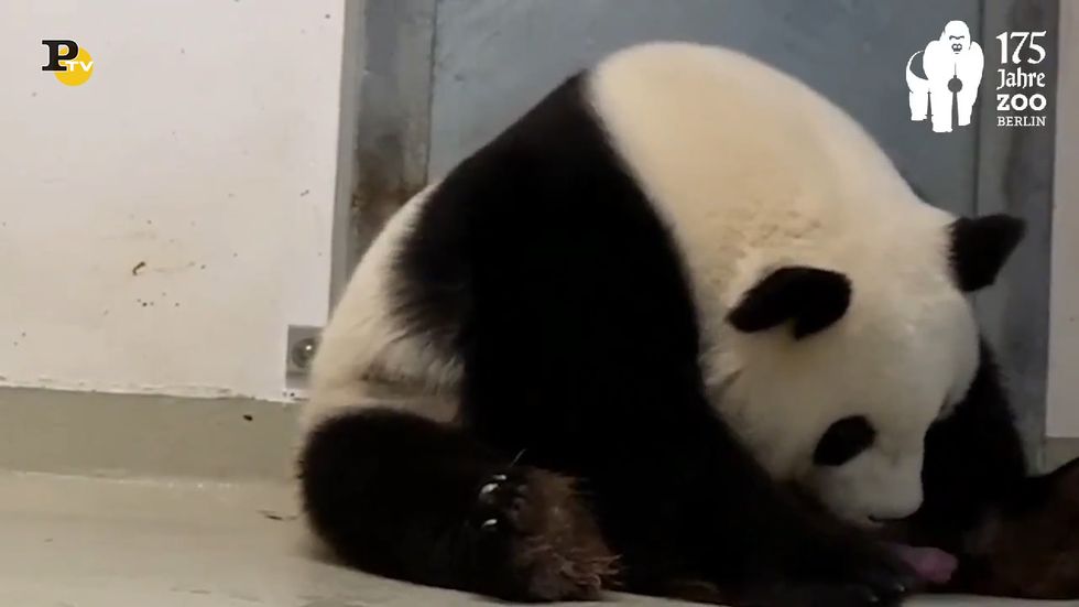 Allo zoo di Berlino sono nati due cuccioli di panda