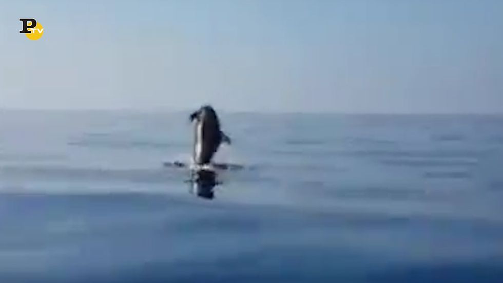Napoli, pescatori liberano cuccioli di delfino a Procida