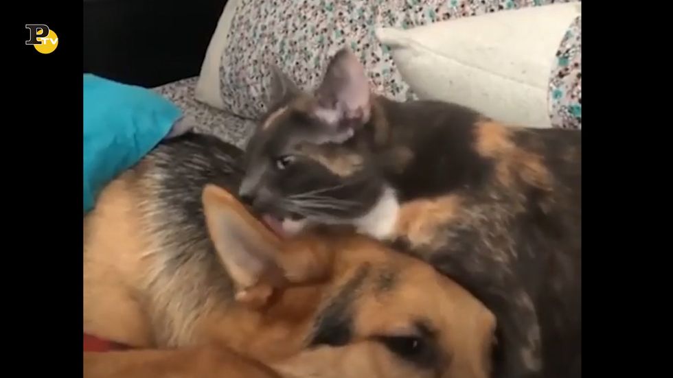 Un cane e un gatto si coccolano diventando amici