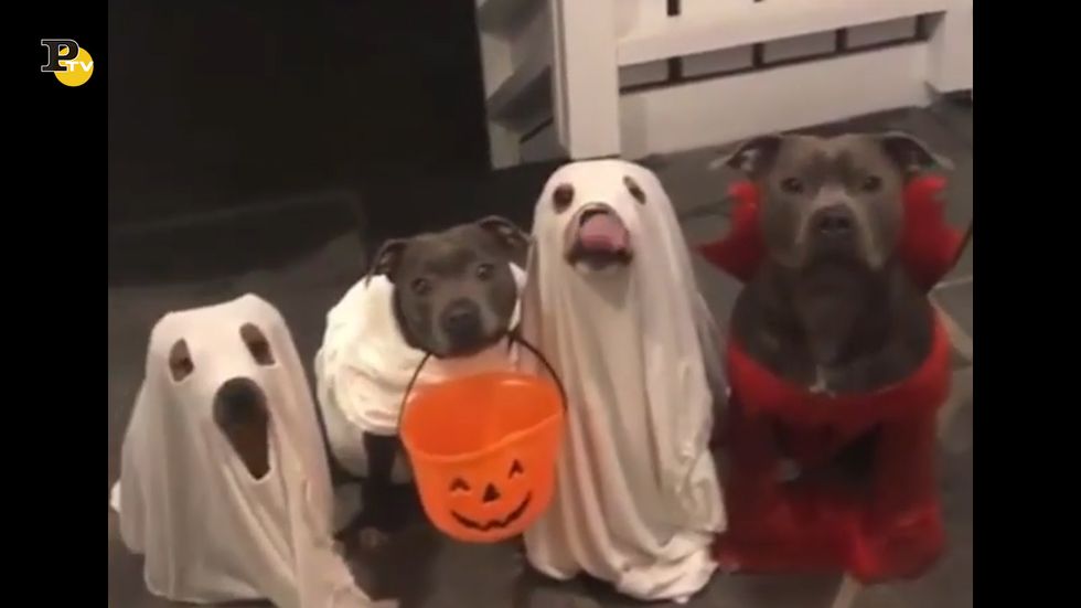 Quattro cani alla ricerca dei dolcetti di Halloween