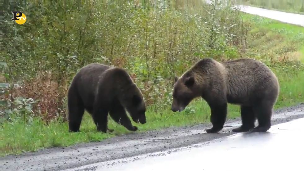 Canada, due orsi grizzly combattono in autostrada a Stewart