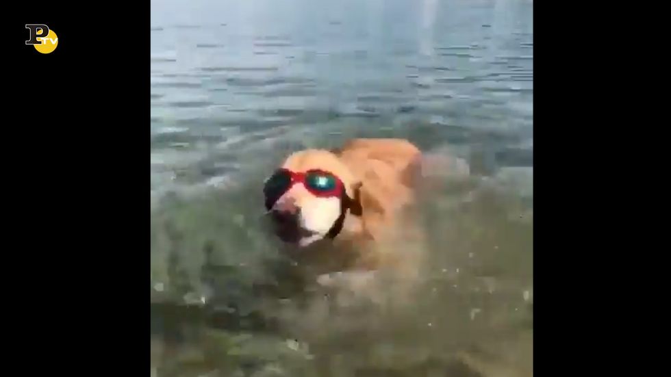 Un cane cerca di fare il sub con gli occhialini