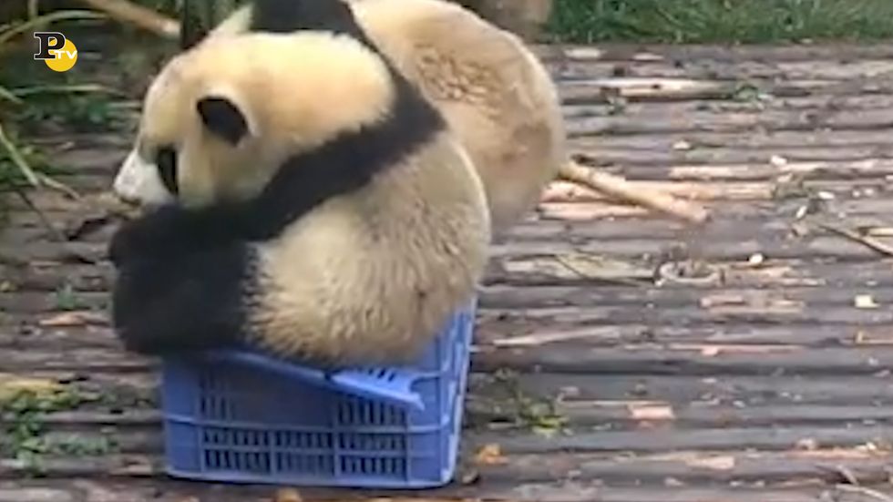 Due panda cercano di entrare in una cassetta della frutta