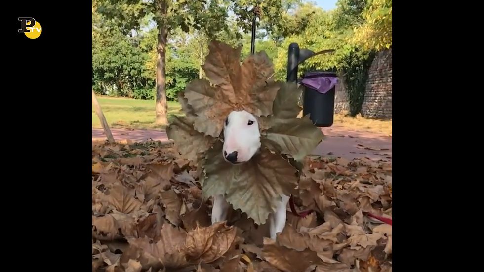 Un cane si veste d'autunno con una foglia enorme